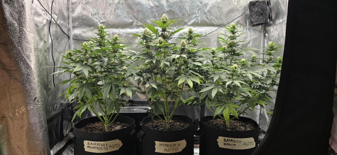 🔥3 Strains Chaos - Anesia Seeds grow. Week 7 - All 3 Day 45