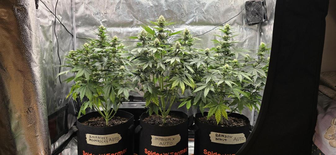 🔥3 Strains Chaos - Anesia Seeds grow. Week 7 - All 3 Day 46