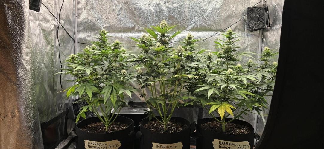 🔥3 Strains Chaos - Anesia Seeds grow. Week 7 - All 3 Day 47
