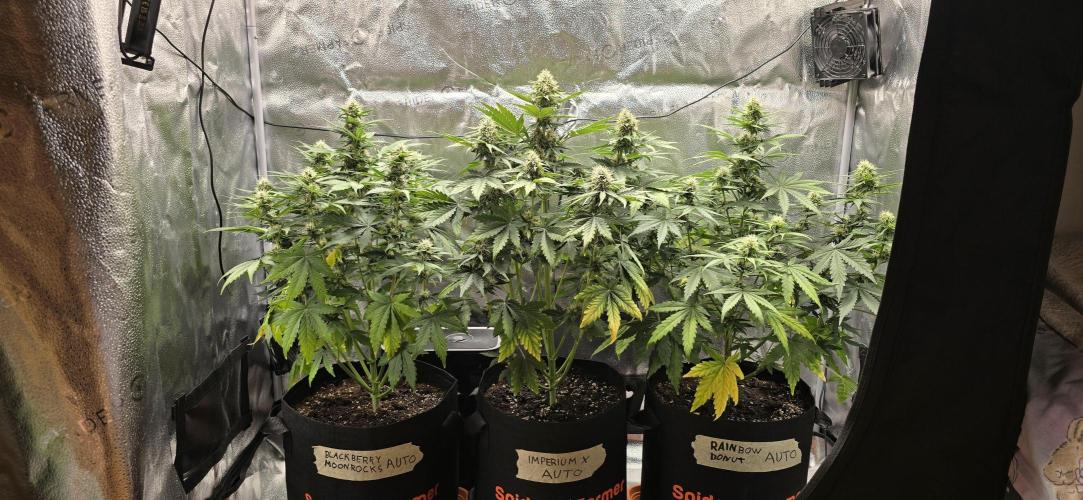 🔥3 Strains Chaos - Anesia Seeds grow. Week 7 - All 3 Day 48