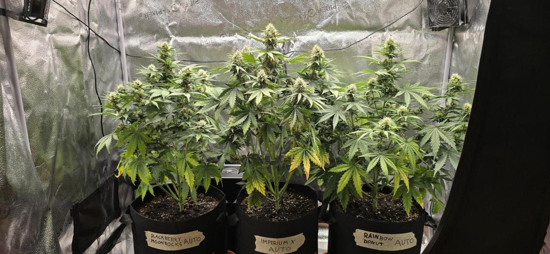 🔥3 Strains Chaos - Anesia Seeds grow. Week 7 - All 3 Day 49