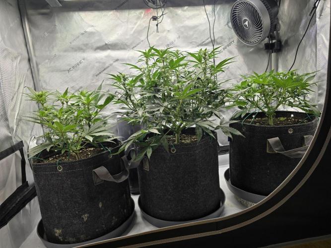 🍓RF3 Strawberry Gorilla🦍. Week 5