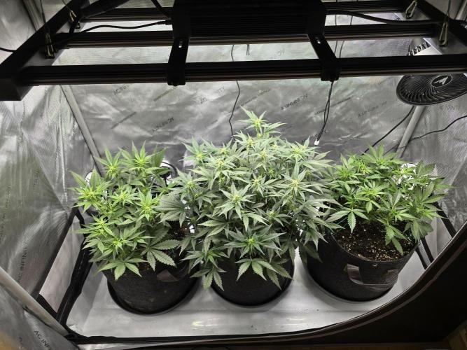 🍓RF3 Strawberry Gorilla🦍. Week 5