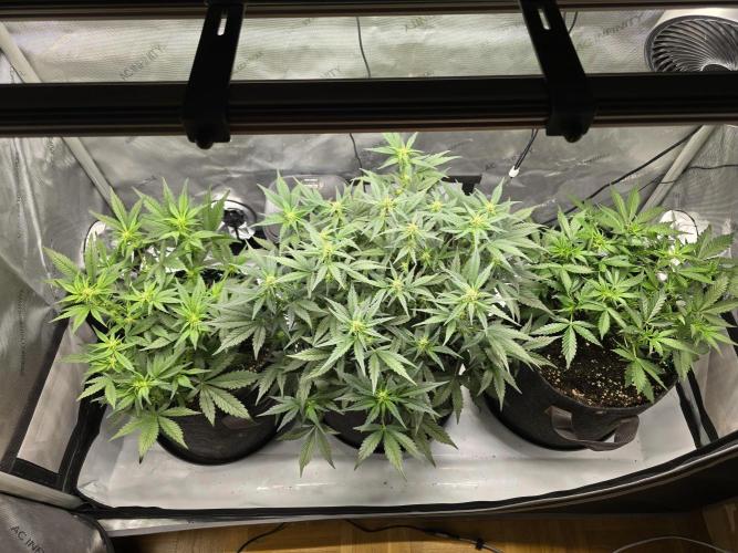 🍓RF3 Strawberry Gorilla🦍. Week 5