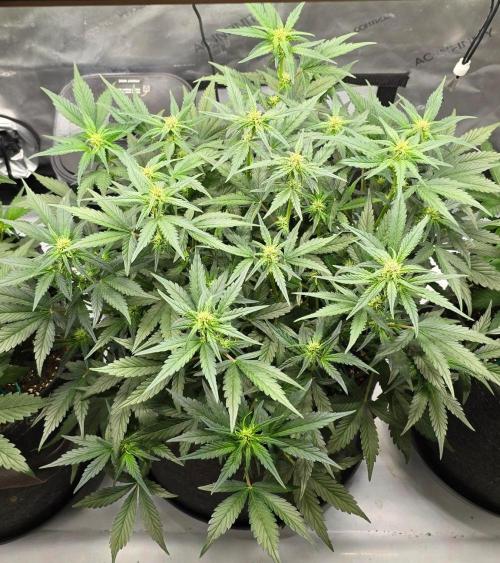 🍓RF3 Strawberry Gorilla🦍. Week 5