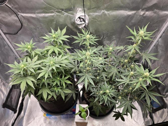 🍊Orange Sherbert Auto🍧. Week 6 - both plants