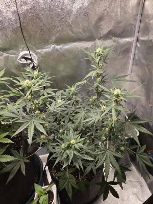🍊Orange Sherbert Auto🍧. Week 6 - right plant