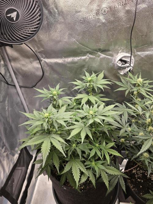 🍊Orange Sherbert Auto🍧. Week 6 - left plant