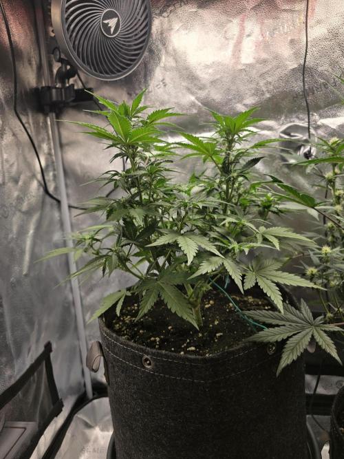 🍊Orange Sherbert Auto🍧. Week 6 - left plant
