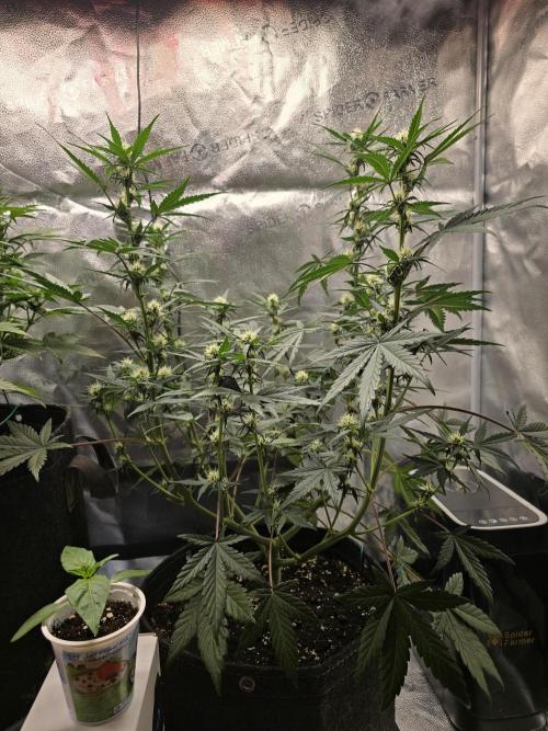 🍊Orange Sherbert Auto🍧. Week 6 - right plant