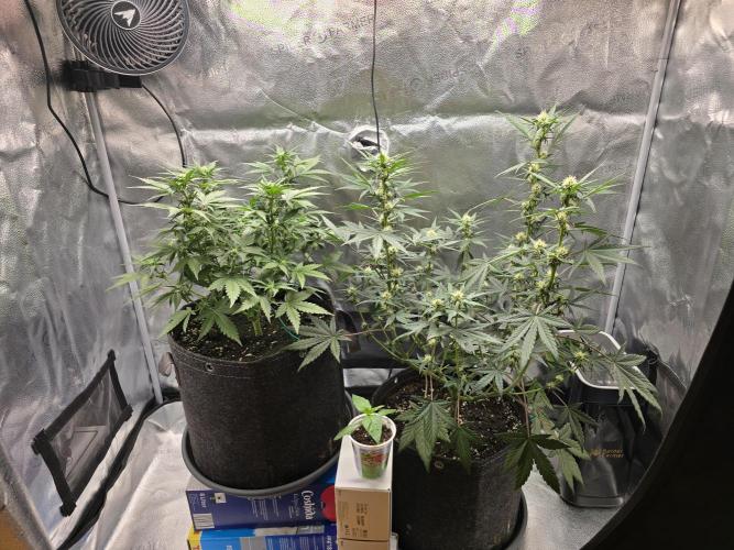 🍊Orange Sherbert Auto🍧. Week 6 - both plants