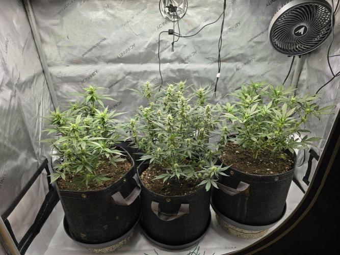 🍓RF3 Strawberry Gorilla🦍. Week 6 - all 3 plants :D
