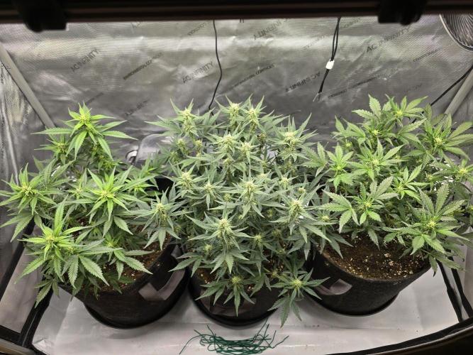 🍓RF3 Strawberry Gorilla🦍. Week 6 - all 3 plants from above :D
