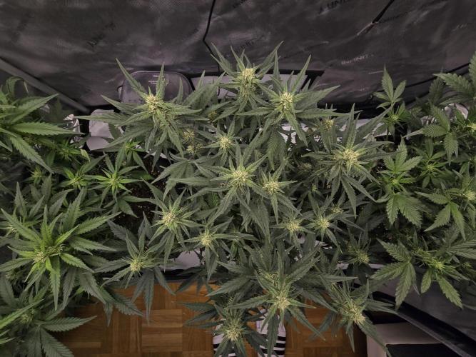 🍓RF3 Strawberry Gorilla🦍. Week 6 - Middle plant so sexy!