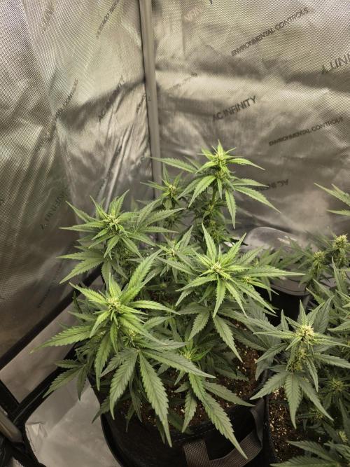 🍓RF3 Strawberry Gorilla🦍. Week 6 - left plant
