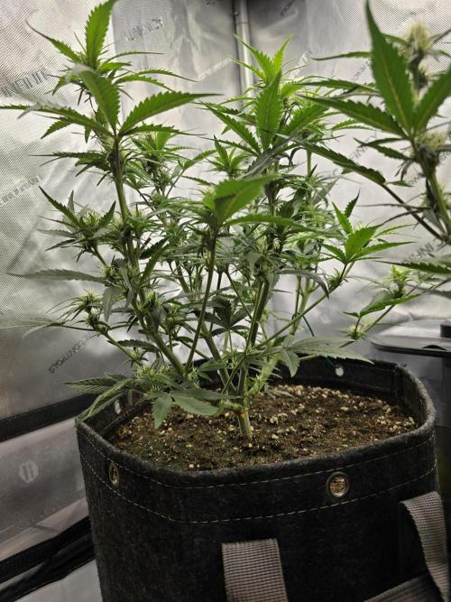 🍓RF3 Strawberry Gorilla🦍. Week 6 - left plant