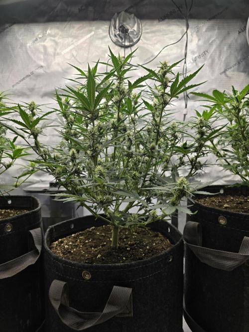 🍓RF3 Strawberry Gorilla🦍. Week 6 - middle plant