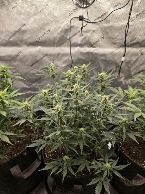 🍓RF3 Strawberry Gorilla🦍. Week 6 - middle plant