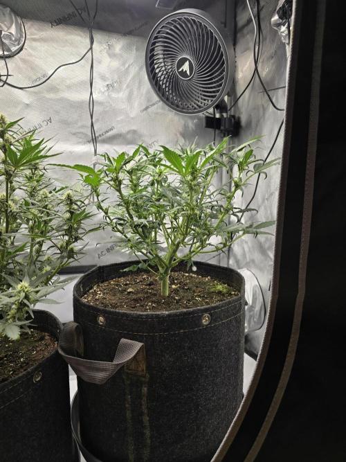 🍓RF3 Strawberry Gorilla🦍. Week 6 - right plant