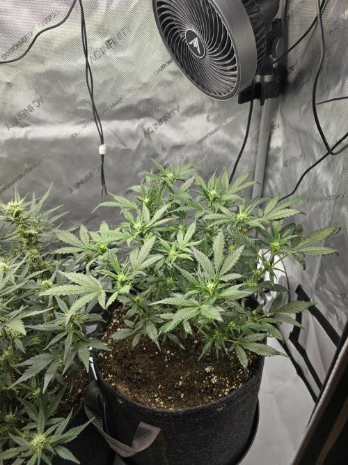 🍓RF3 Strawberry Gorilla🦍. Week 6 - right plant