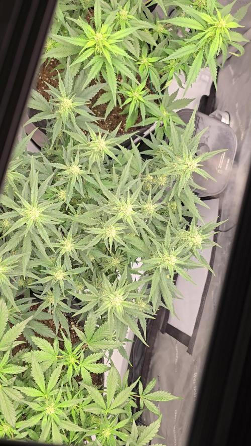 🍓RF3 Strawberry Gorilla🦍