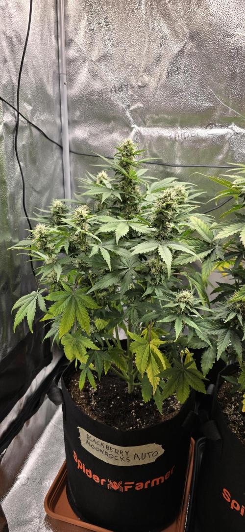 🔥3 Strains Chaos - Anesia Seeds grow. Week 8 - Blackberry Moonrocks Day 50