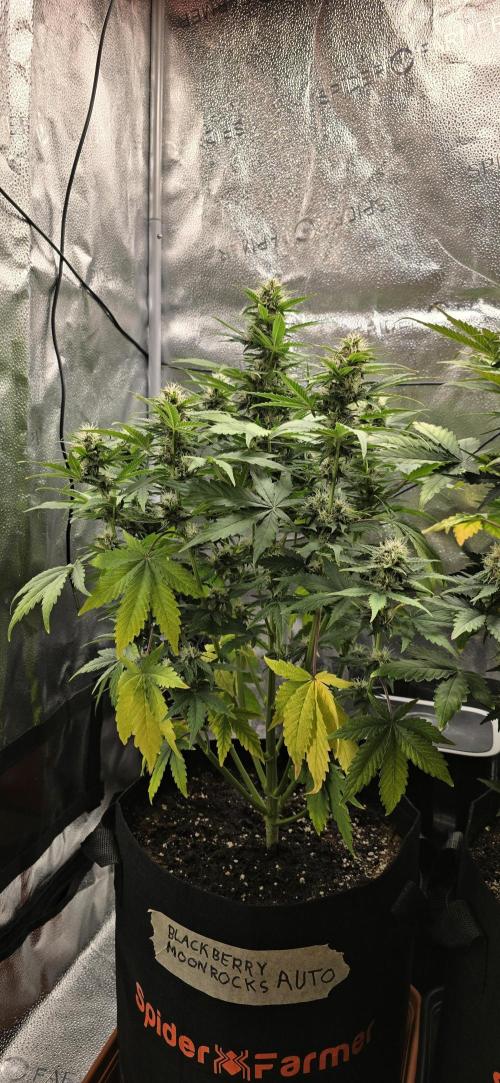 🔥3 Strains Chaos - Anesia Seeds grow. Week 8 - Blackberry Moonrocks Day 51