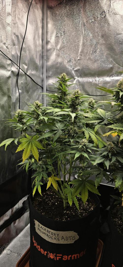 🔥3 Strains Chaos - Anesia Seeds grow. Week 8 - Blackberry Moonrocks Day 52