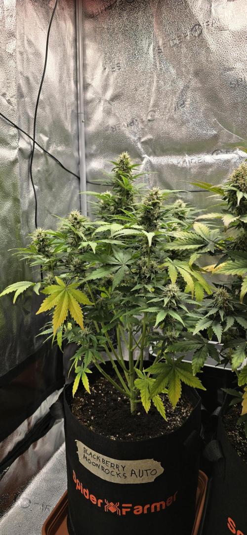 🔥3 Strains Chaos - Anesia Seeds grow. Week 8 - Blackberry Moonrocks Day 53