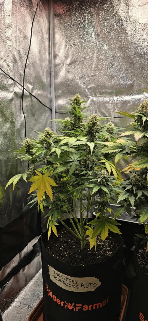 🔥3 Strains Chaos - Anesia Seeds grow. Week 8 - Blackberry Moonrocks Day 54