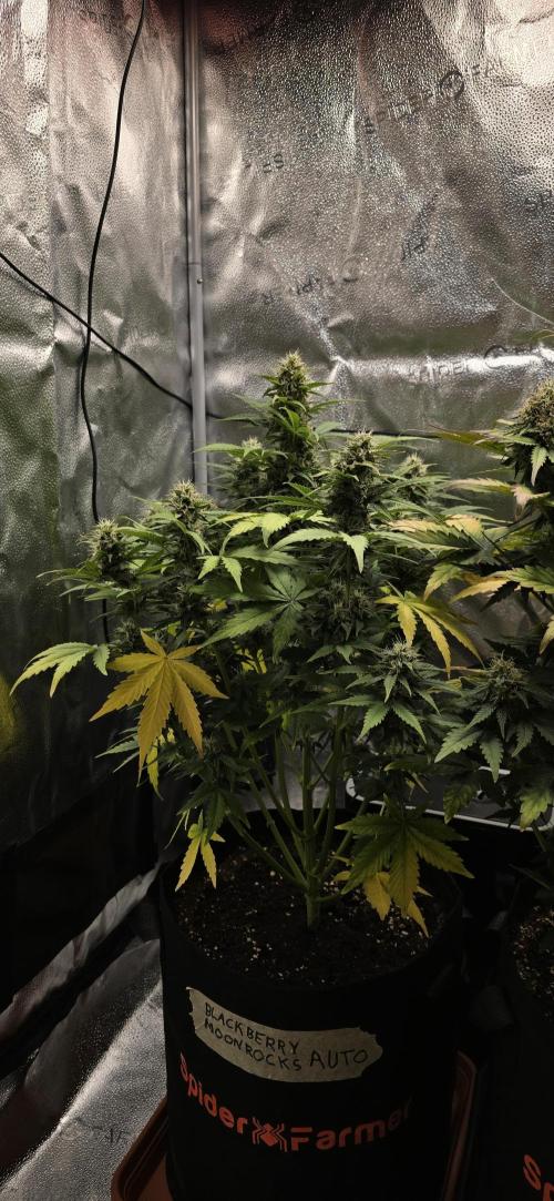 🔥3 Strains Chaos - Anesia Seeds grow. Week 8 - Blackberry Moonrocks Day 55