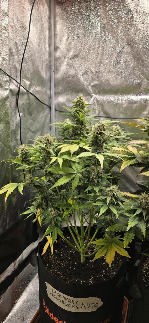 🔥3 Strains Chaos - Anesia Seeds grow. Week 8 - Blackberry Moonrocks Day 56