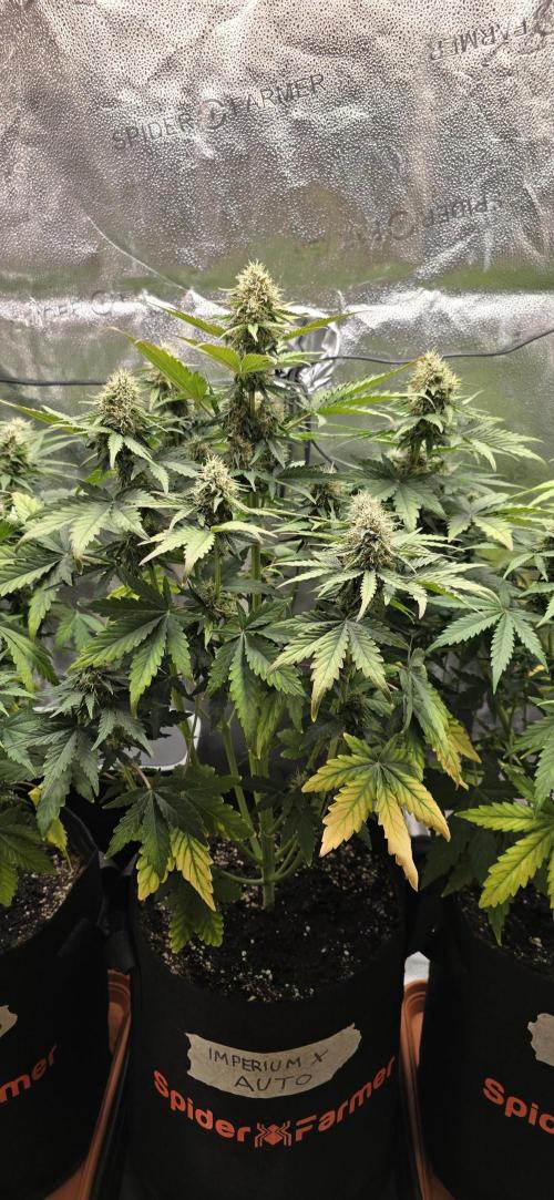 🔥3 Strains Chaos - Anesia Seeds grow. Week 8 - Imperium X Day 50