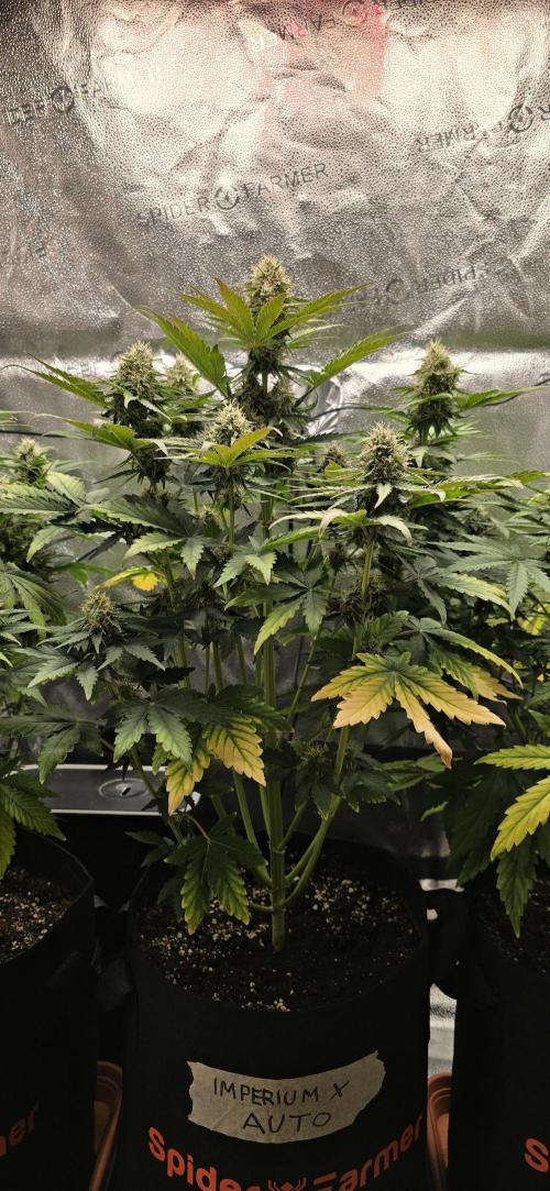🔥3 Strains Chaos - Anesia Seeds grow. Week 8 - Imperium X Day 51