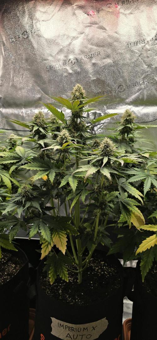 🔥3 Strains Chaos - Anesia Seeds grow. Week 8 - Imperium X Day 52