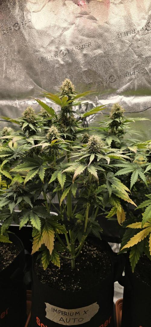 🔥3 Strains Chaos - Anesia Seeds grow. Week 8 - Imperium X Day 53