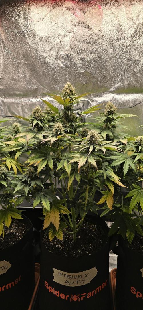 🔥3 Strains Chaos - Anesia Seeds grow. Week 8 - Imperium X Day 54