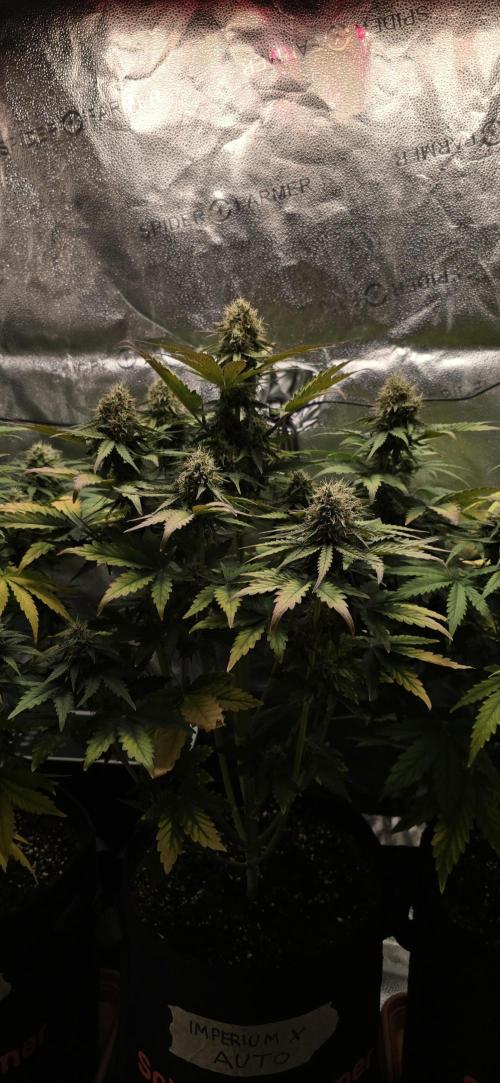 🔥3 Strains Chaos - Anesia Seeds grow. Week 8 - Imperium X Day 55