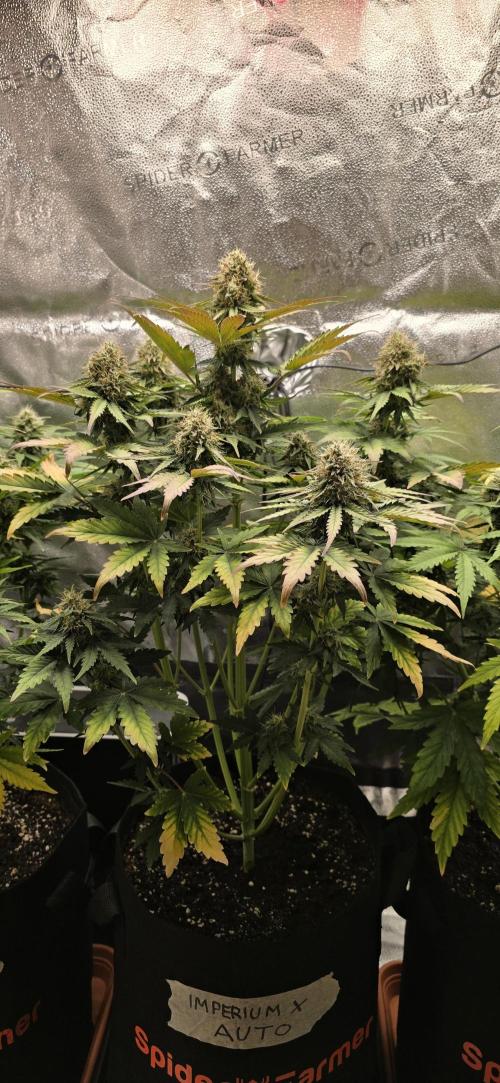 🔥3 Strains Chaos - Anesia Seeds grow. Week 8 - Imperium X Day 56