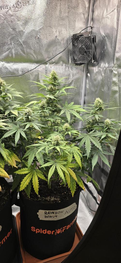 🔥3 Strains Chaos - Anesia Seeds grow. Week 8 - Rainbow Donut Day 50