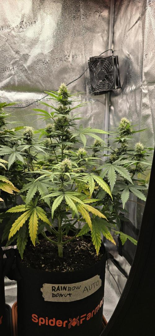 🔥3 Strains Chaos - Anesia Seeds grow. Week 8 - Rainbow Donut Day 51