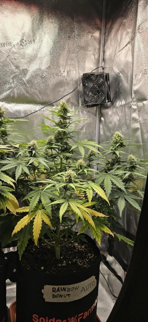 🔥3 Strains Chaos - Anesia Seeds grow. Week 8 - Rainbow Donut Day 52
