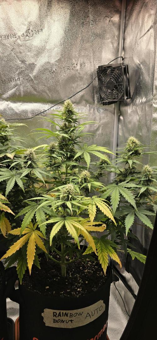 🔥3 Strains Chaos - Anesia Seeds grow. Week 8 - Rainbow Donut Day 53