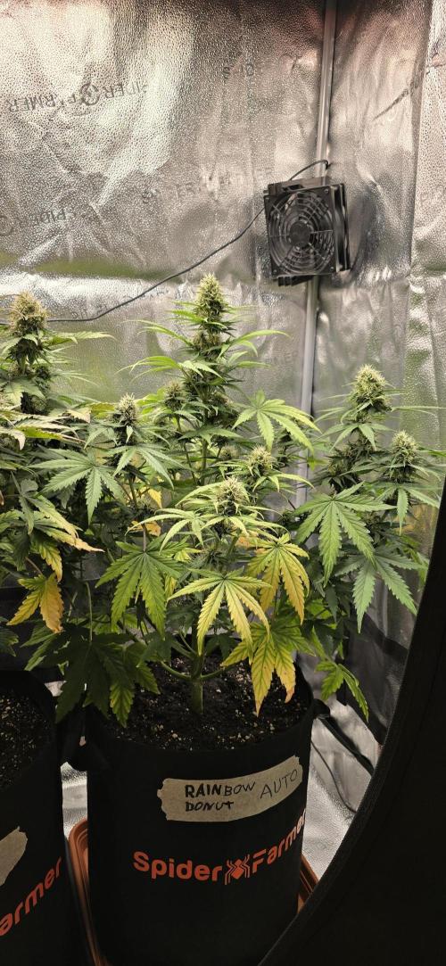 🔥3 Strains Chaos - Anesia Seeds grow. Week 8 - Rainbow Donut Day 54