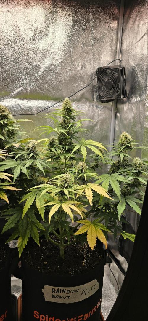 🔥3 Strains Chaos - Anesia Seeds grow. Week 8 - Rainbow Donut Day 55