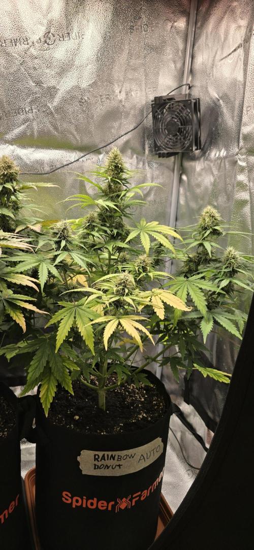 🔥3 Strains Chaos - Anesia Seeds grow. Week 8 - Rainbow Donut Day 56