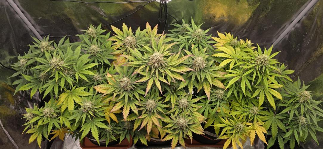 🔥3 Strains Chaos - Anesia Seeds grow. Week 8 - up top canopy