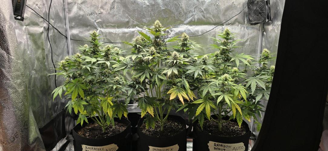 🔥3 Strains Chaos - Anesia Seeds grow. Week 8 - All 3 Day 50
