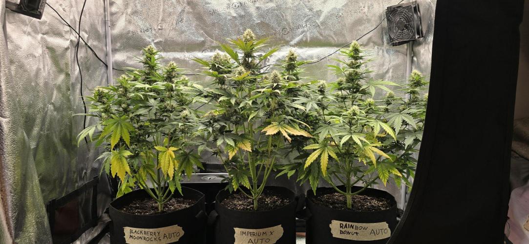 🔥3 Strains Chaos - Anesia Seeds grow. Week 8 - All 3 Day 51