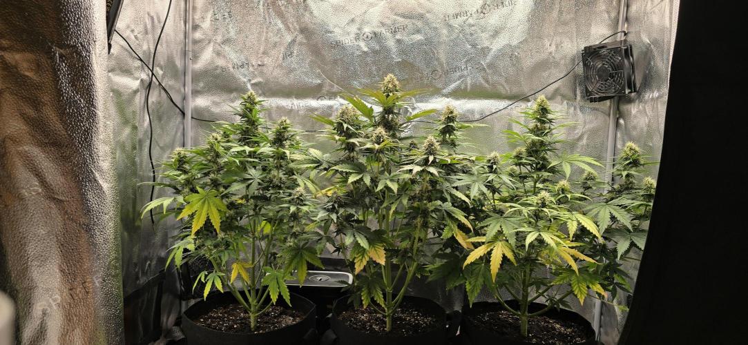 🔥3 Strains Chaos - Anesia Seeds grow. Week 8 - All 3 Day 52
